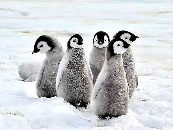 ファースト ペンギン って何 可愛いだけじゃない びっくりぽんなペンギンの集団生活とは Tenki Jpサプリ 16年01月24日 日本気象協会 Tenki Jp