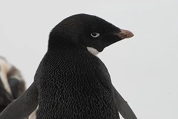 ファースト ペンギン って何 可愛いだけじゃない びっくりぽんなペンギンの集団生活とは Tenki Jpサプリ 16年01月24日 日本気象協会 Tenki Jp