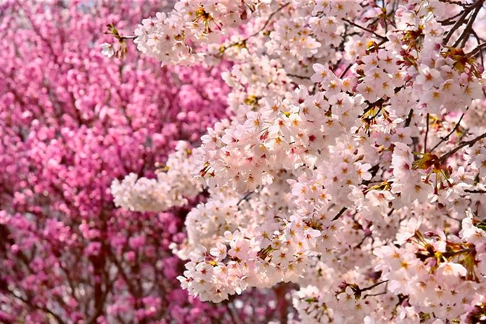 Árboles de sakura japoneses