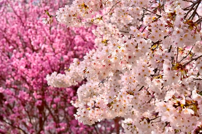 Japanische Sakura-Bäume