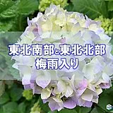 東北南部と東北北部が梅雨入り　梅雨のない北海道を除き全ての地方で長雨の季節に突入